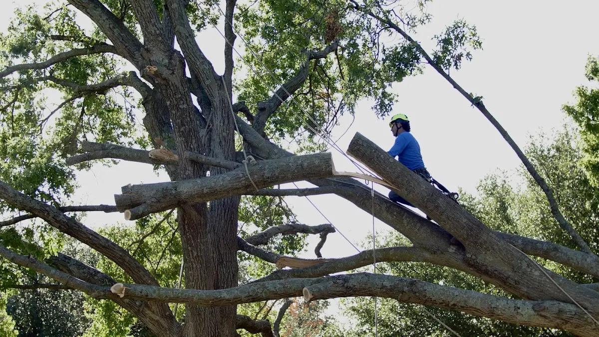 Professional Crown Thinning performed by certified arborists in South Harwich