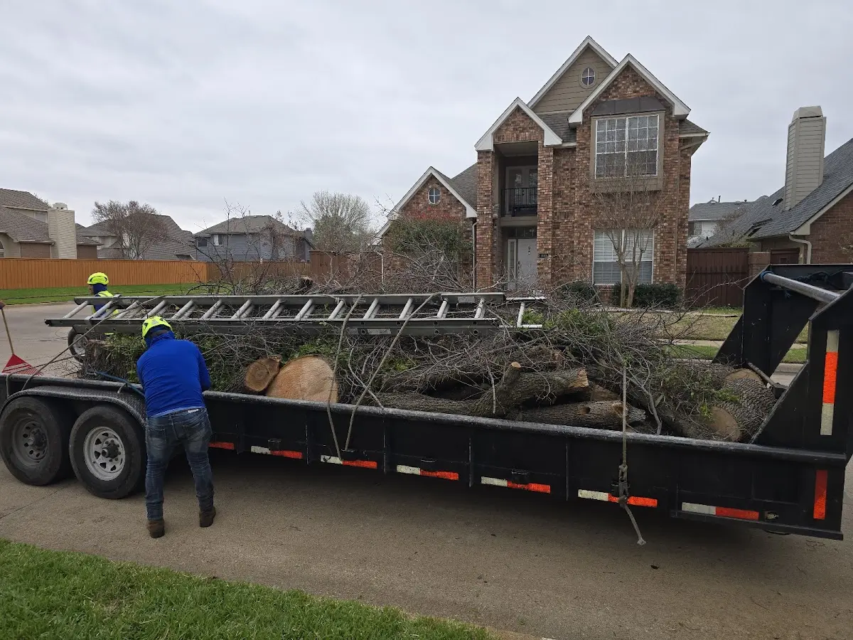 Expert Tree Pest Control with proper safety equipment in South Harwich